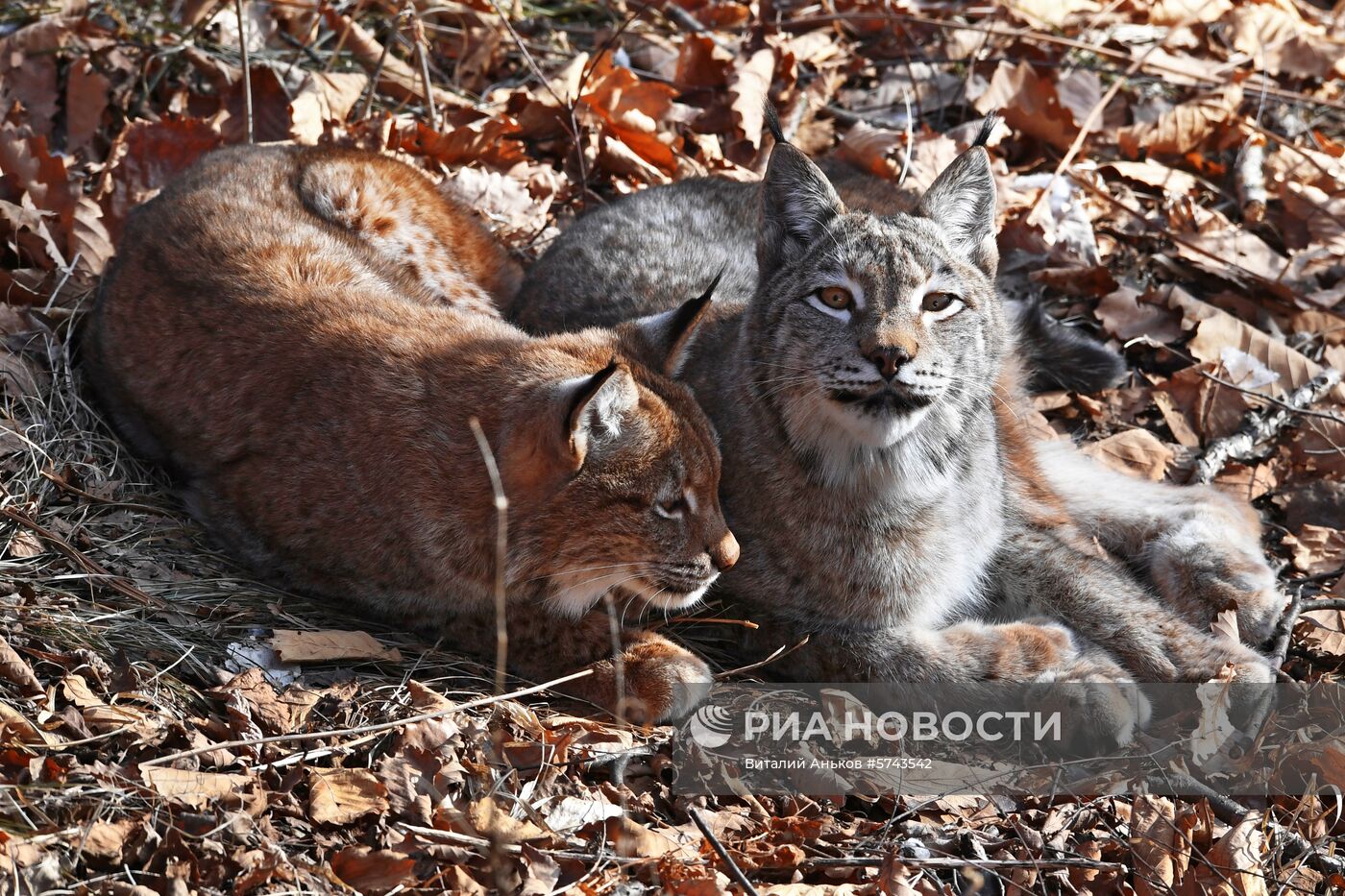 "Парк рысей" открылся в Приморском сафари-парке