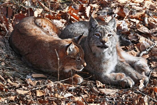 "Парк рысей" открылся в Приморском сафари-парке