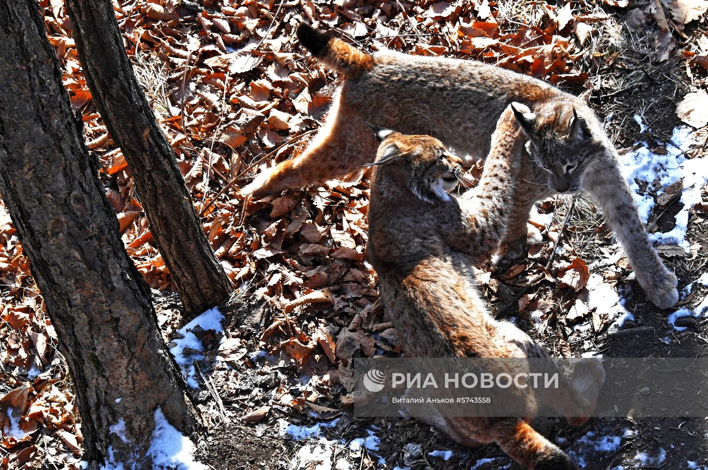 "Парк рысей" открылся в Приморском сафари-парке