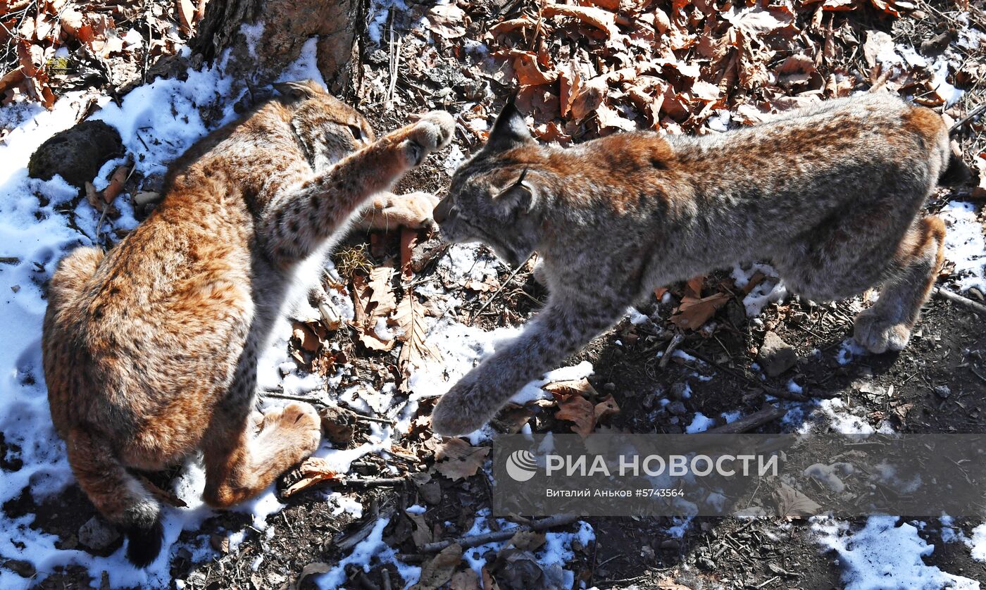 "Парк рысей" открылся в Приморском сафари-парке