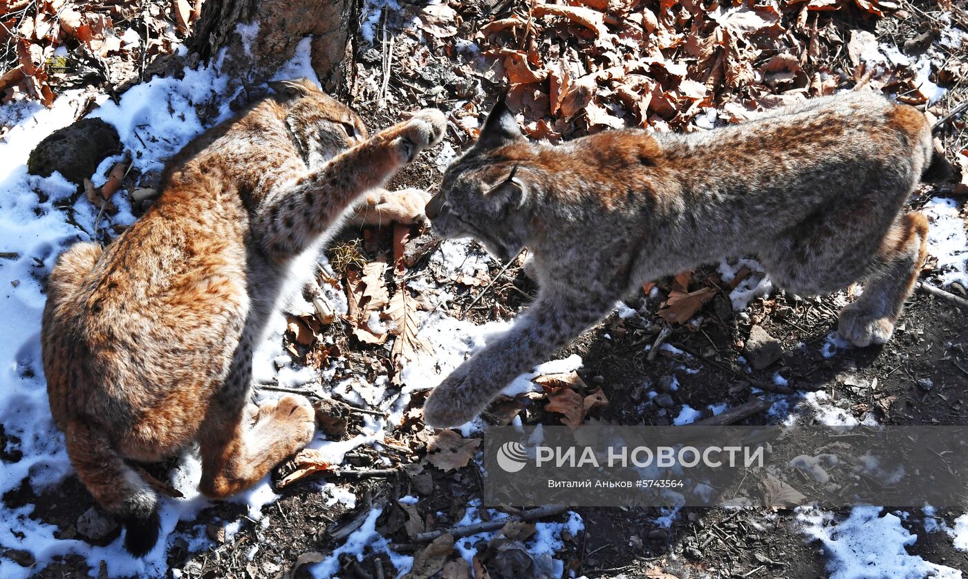 Рыси в "Парке рысей" в Приморском сафари-парке. Парк строили больше года. Территория для рысей находится на склоне сопки в лесу. В настоящее время днём в парке гуляет три рыси. Четвёртая рысь должна поступить в парк в самое ближайшее время. Место: Россия, Владивосток. Автор: Виталий Аньков/РИА Новости. "Парк рысей" открылся в Приморском сафари-парке