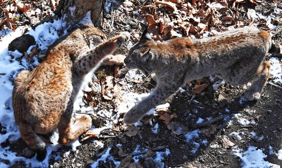 "Парк рысей" открылся в Приморском сафари-парке