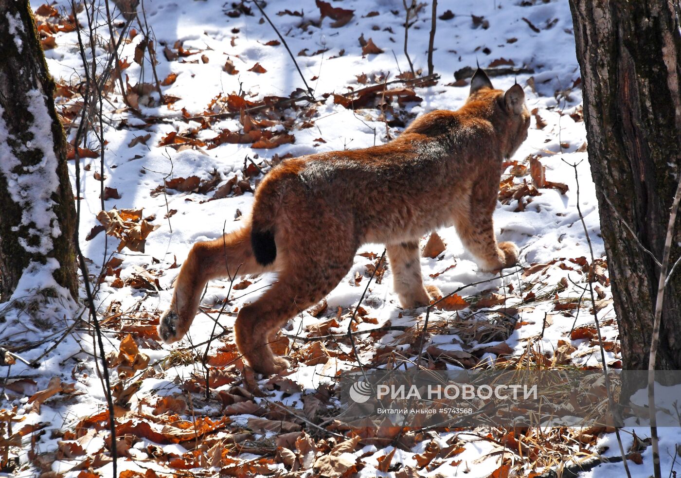"Парк рысей" открылся в Приморском сафари-парке