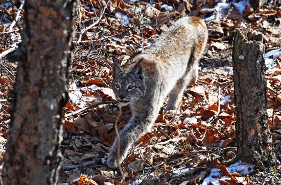 "Парк рысей" открылся в Приморском сафари-парке