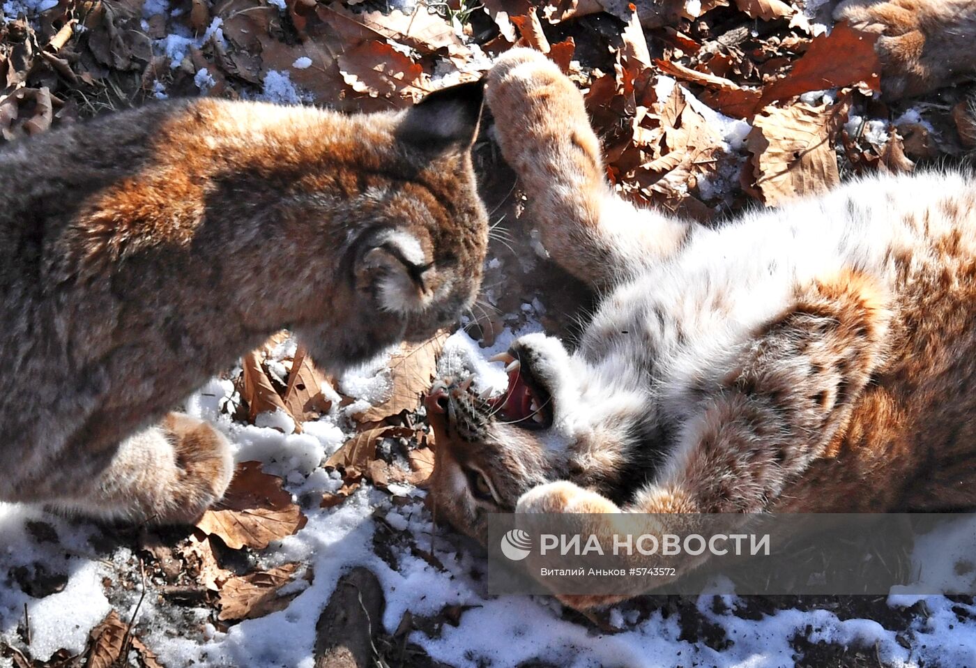 "Парк рысей" открылся в Приморском сафари-парке