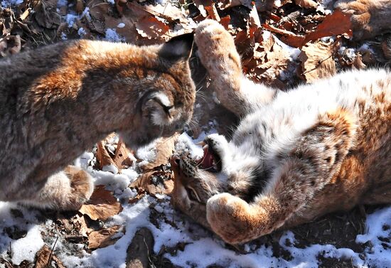 "Парк рысей" открылся в Приморском сафари-парке