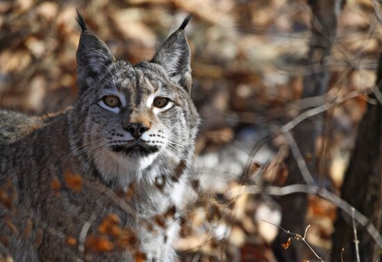 "Парк рысей" открылся в Приморском сафари-парке