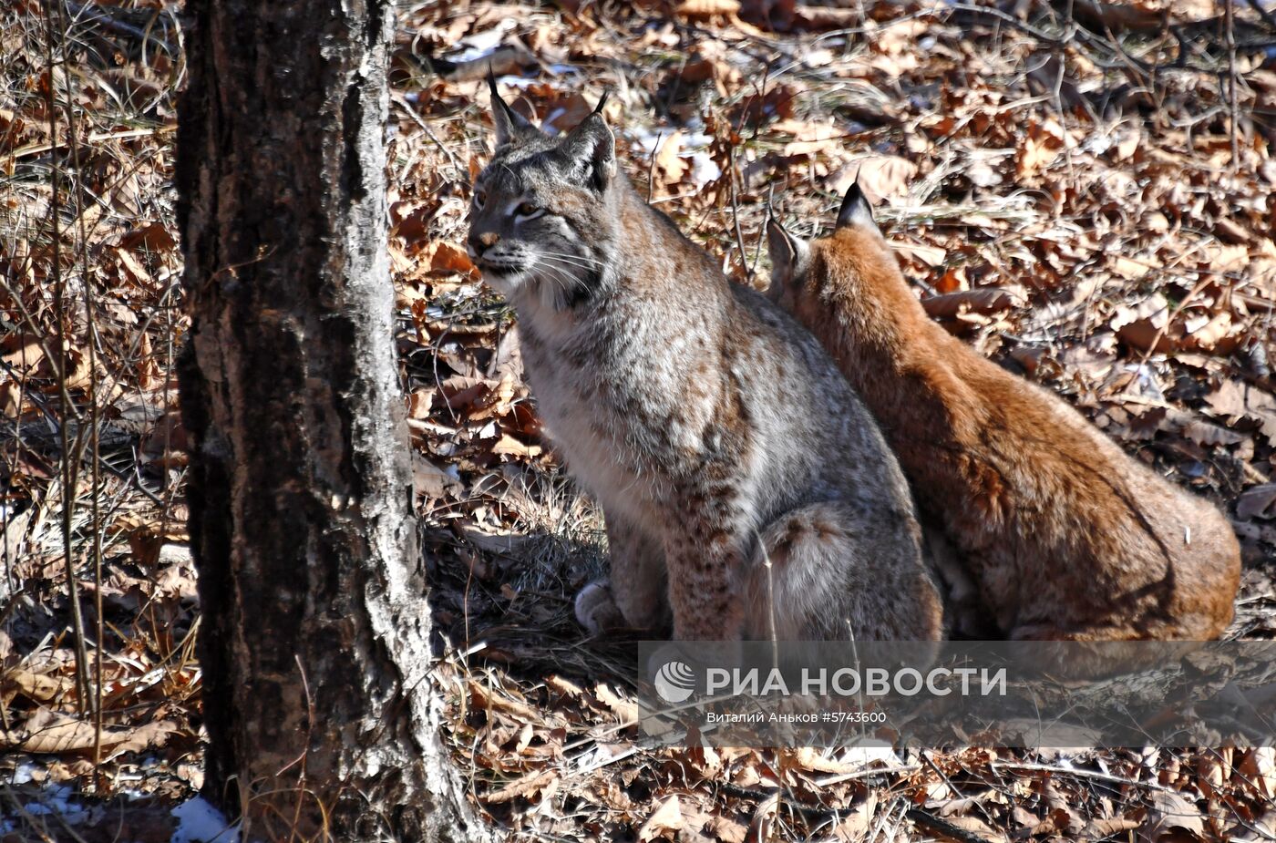 "Парк рысей" открылся в Приморском сафари-парке