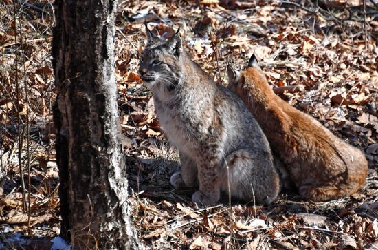 "Парк рысей" открылся в Приморском сафари-парке