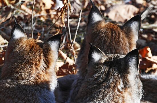 "Парк рысей" открылся в Приморском сафари-парке