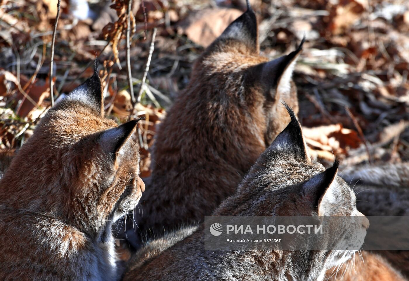 "Парк рысей" открылся в Приморском сафари-парке