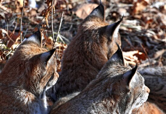 "Парк рысей" открылся в Приморском сафари-парке
