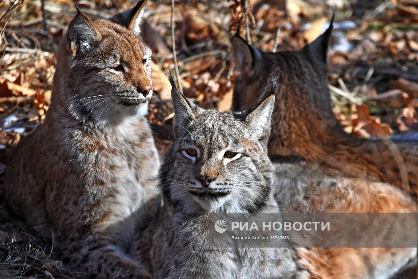 "Парк рысей" открылся в Приморском сафари-парке