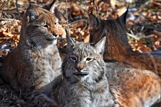 "Парк рысей" открылся в Приморском сафари-парке