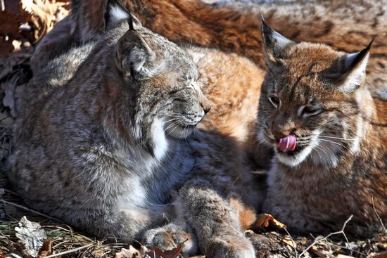 "Парк рысей" открылся в Приморском сафари-парке