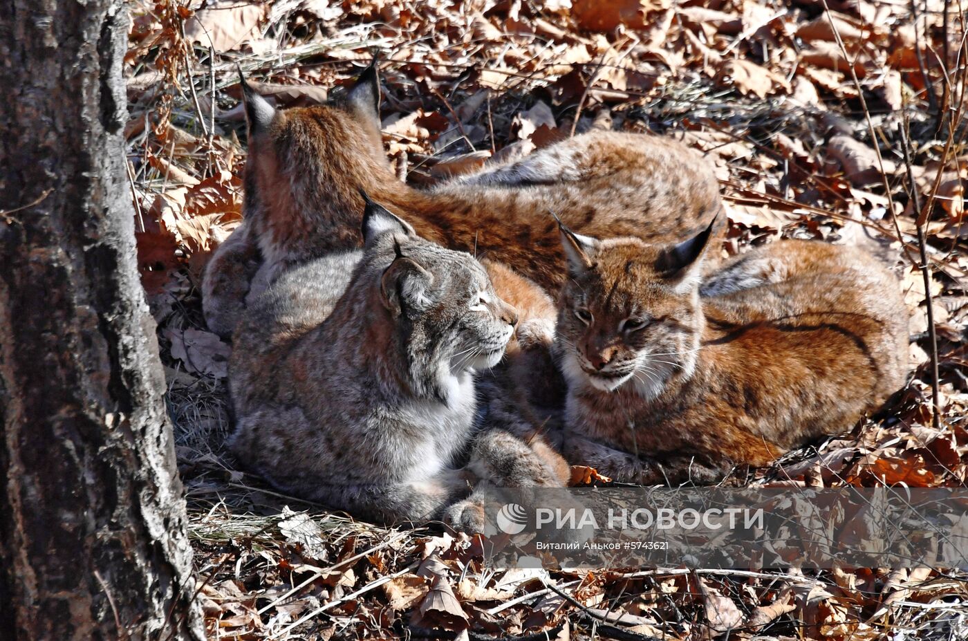 "Парк рысей" открылся в Приморском сафари-парке