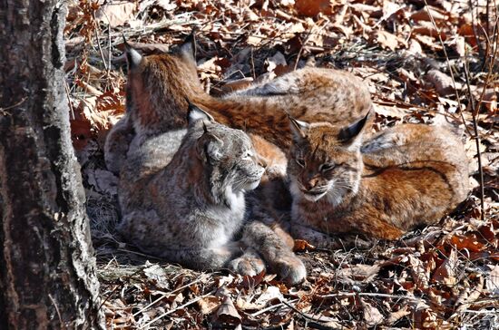"Парк рысей" открылся в Приморском сафари-парке