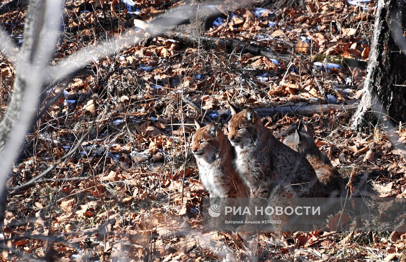 "Парк рысей" открылся в Приморском сафари-парке