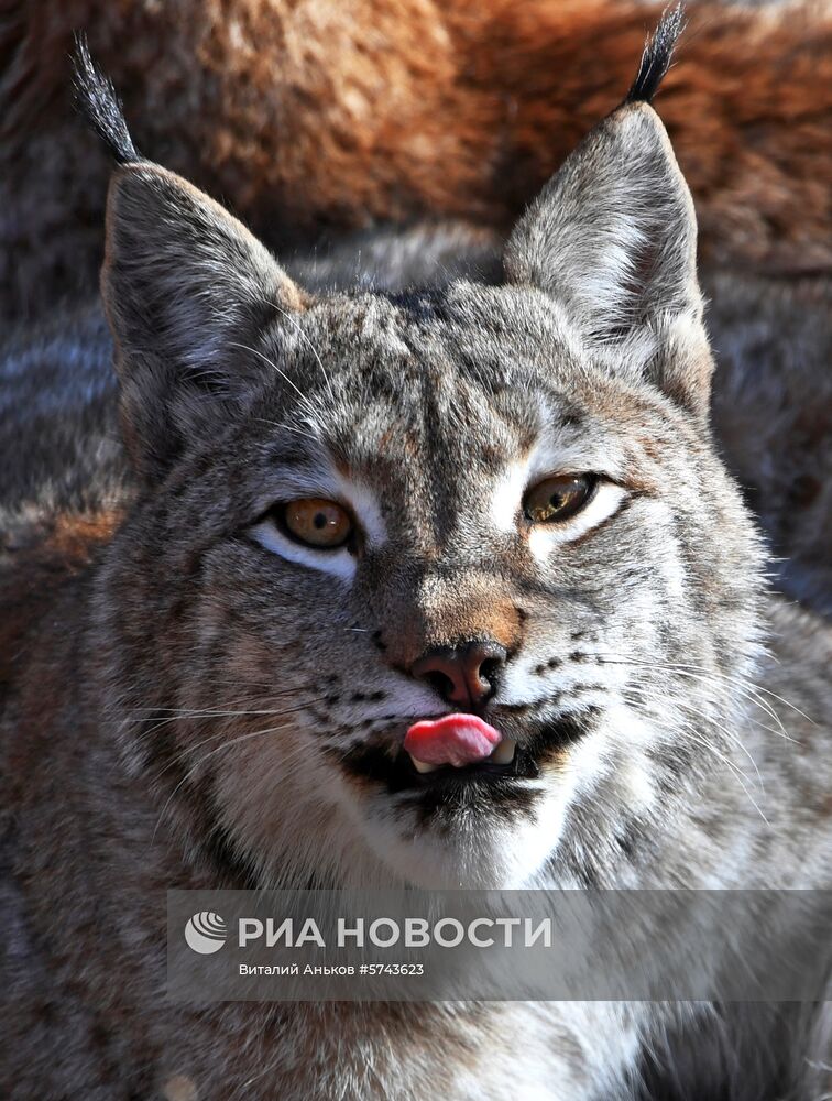 "Парк рысей" открылся в Приморском сафари-парке