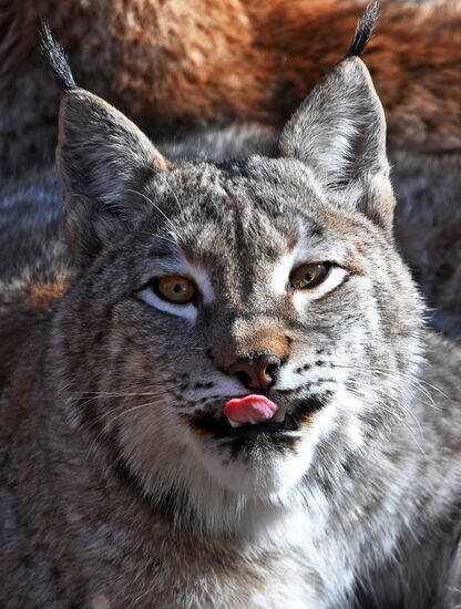 "Парк рысей" открылся в Приморском сафари-парке