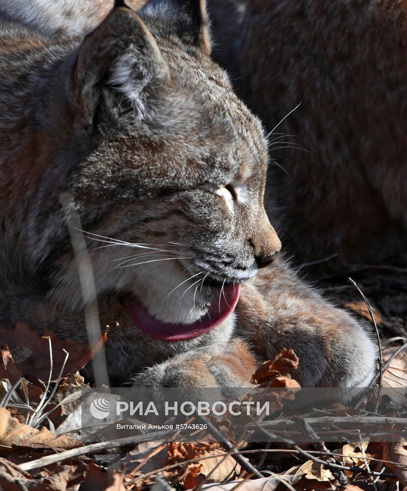 "Парк рысей" открылся в Приморском сафари-парке