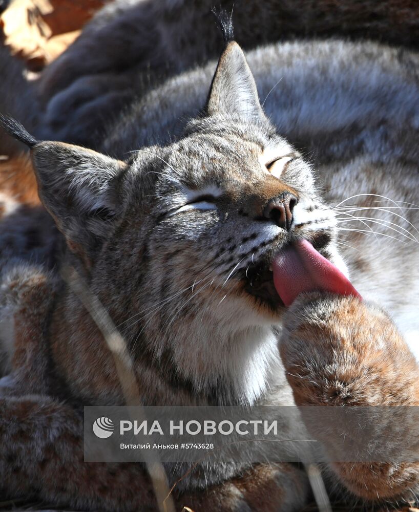 "Парк рысей" открылся в Приморском сафари-парке