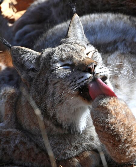 "Парк рысей" открылся в Приморском сафари-парке
