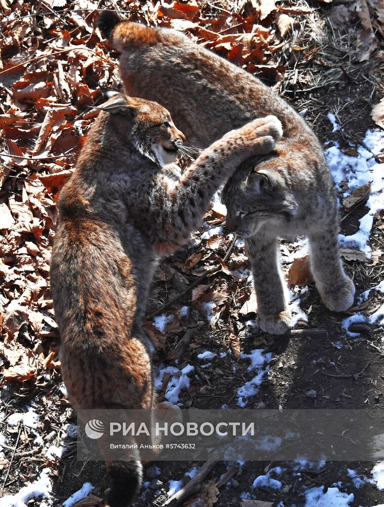 "Парк рысей" открылся в Приморском сафари-парке