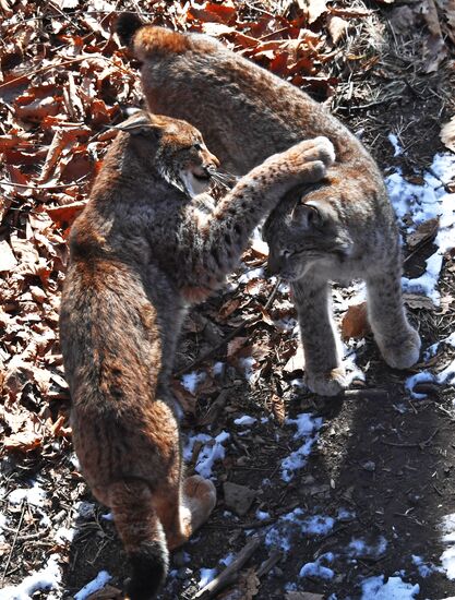"Парк рысей" открылся в Приморском сафари-парке