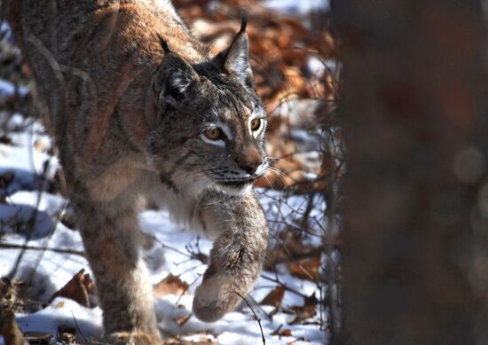 "Парк рысей" открылся в Приморском сафари-парке