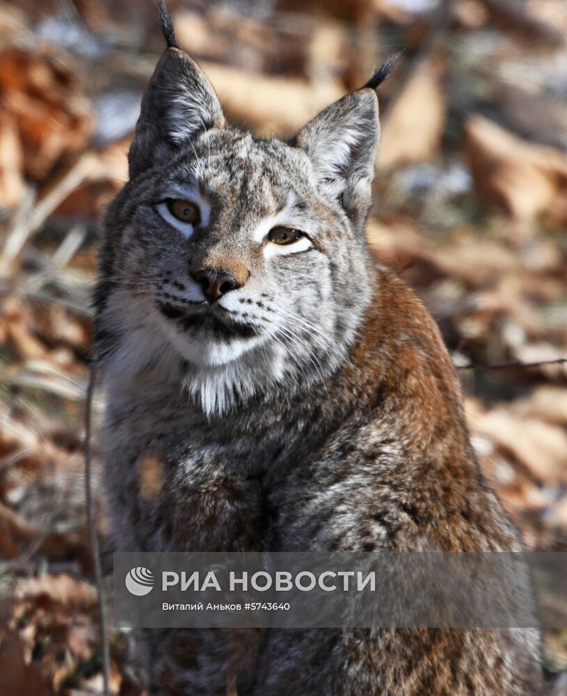 "Парк рысей" открылся в Приморском сафари-парке