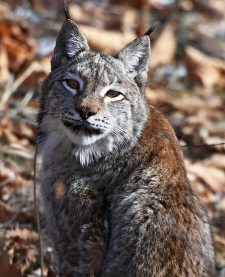 "Парк рысей" открылся в Приморском сафари-парке
