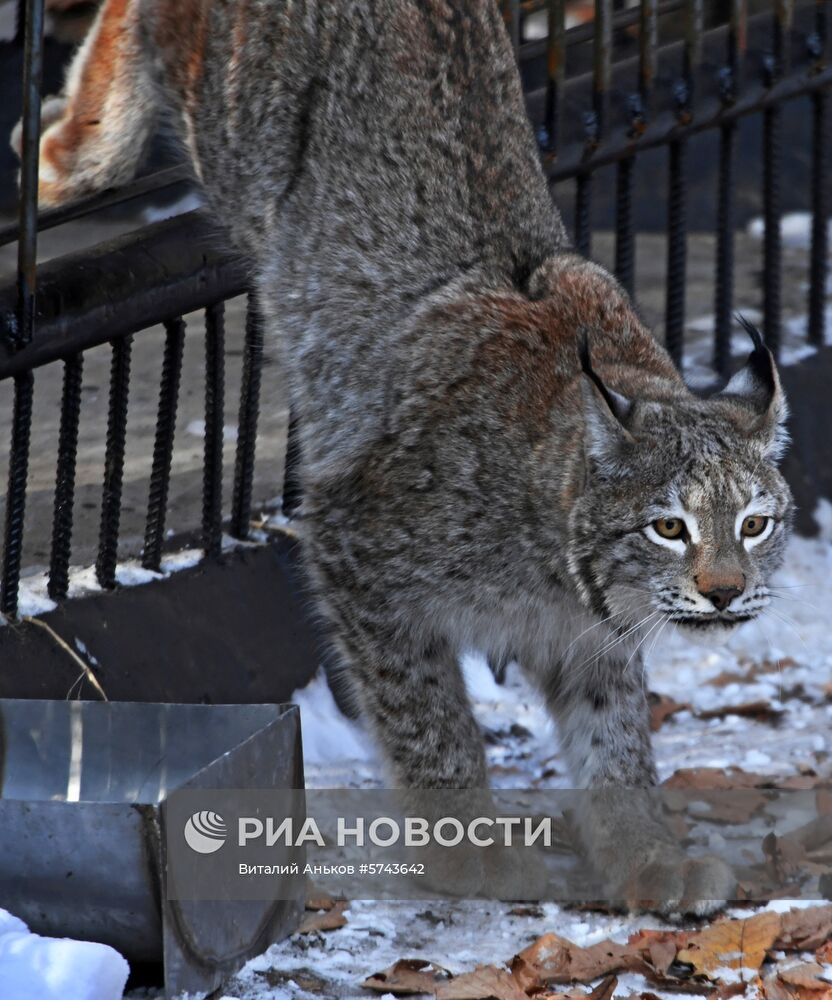 "Парк рысей" открылся в Приморском сафари-парке