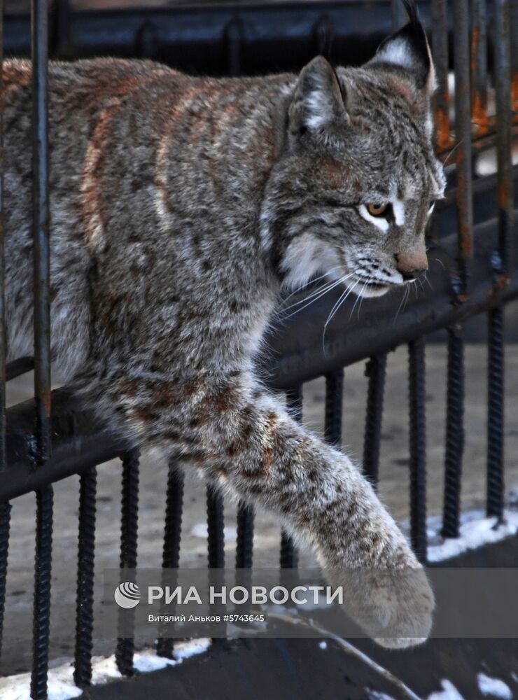"Парк рысей" открылся в Приморском сафари-парке