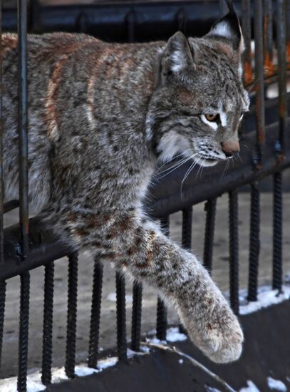 "Парк рысей" открылся в Приморском сафари-парке