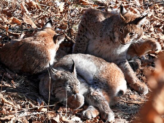 "Парк рысей" открылся в Приморском сафари-парке