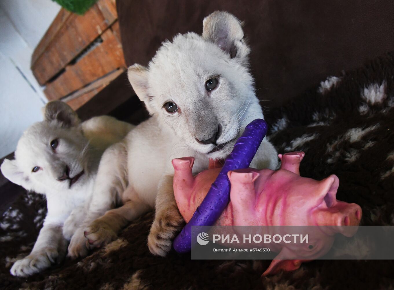 Белые львята в зоопарке "Садгород" во Владивостоке