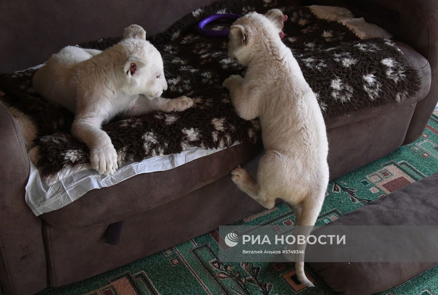 Белые львята в зоопарке "Садгород" во Владивостоке