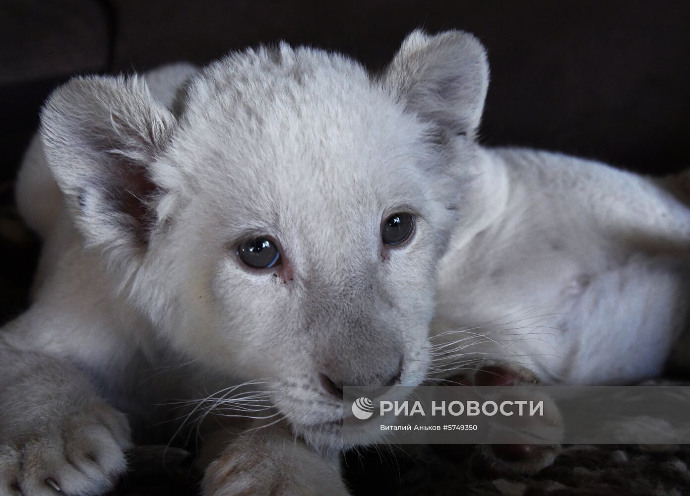 Белые львята в зоопарке "Садгород" во Владивостоке