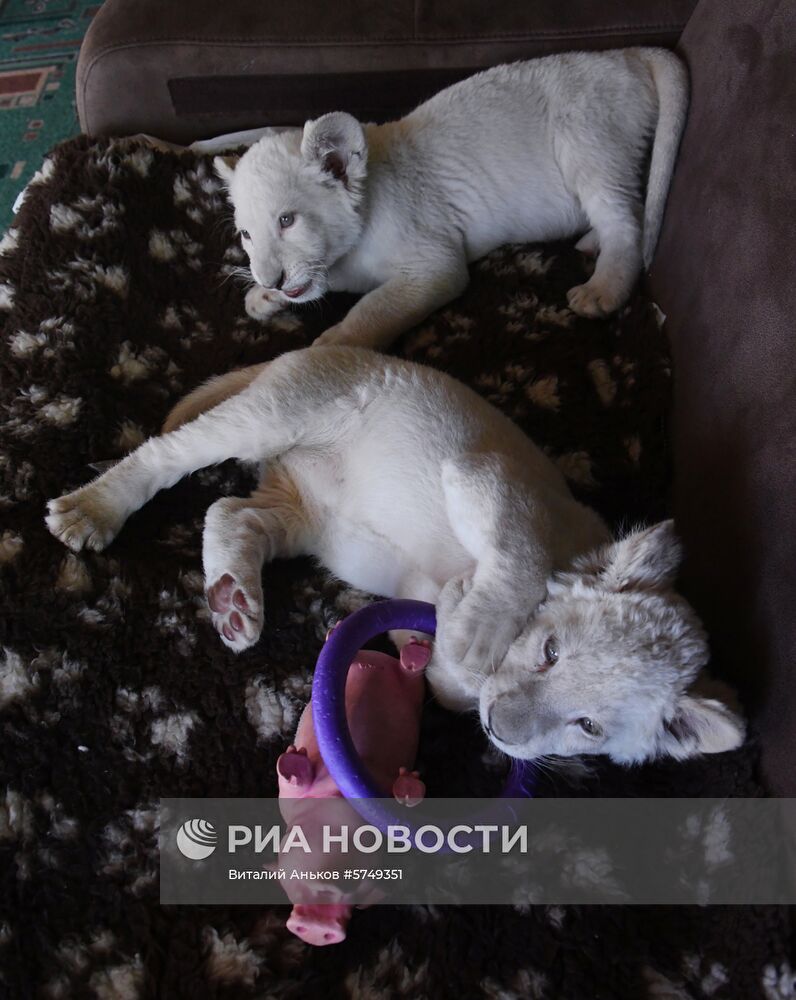 Белые львята в зоопарке "Садгород" во Владивостоке