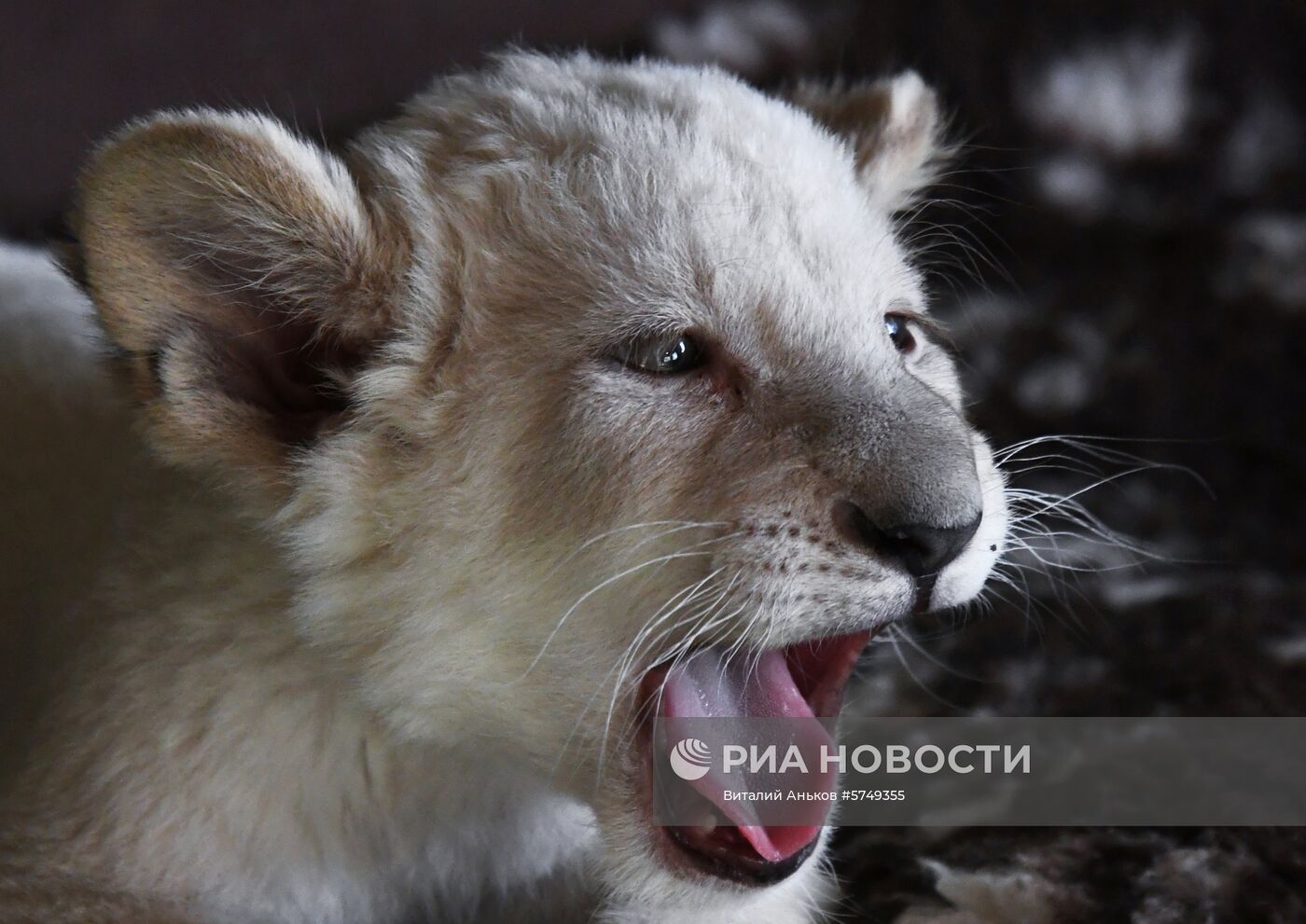 Белые львята в зоопарке "Садгород" во Владивостоке