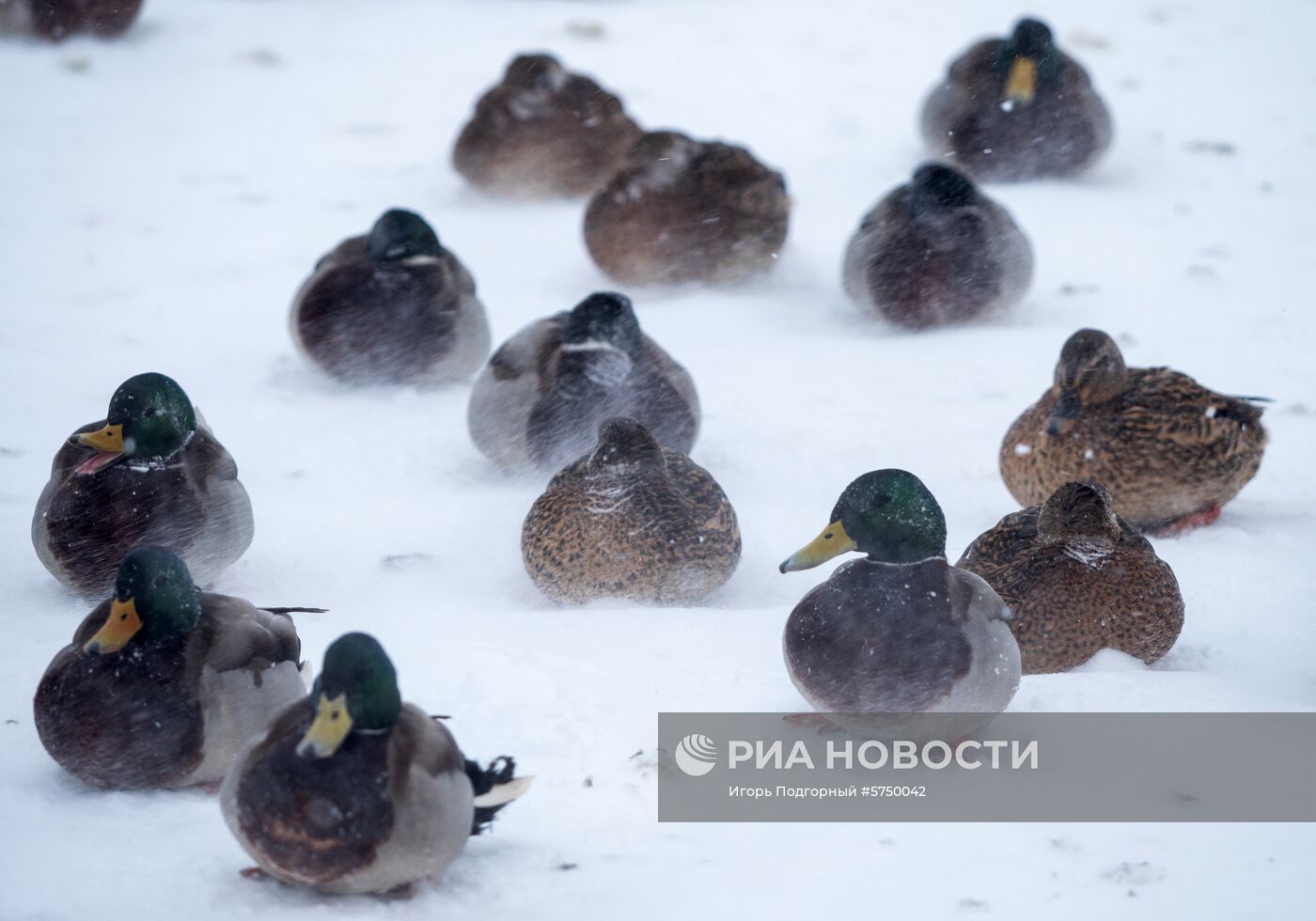 Снегопад в Петрозаводске