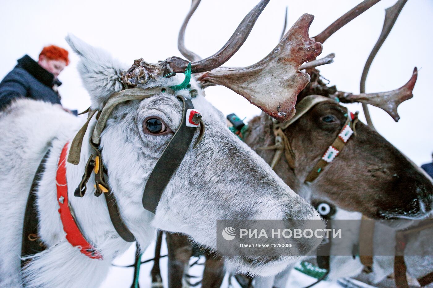 Встреча солнца в Мурманске после полярной ночи