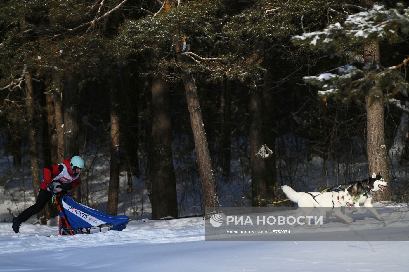 Соревнования по ездовому спорту в Новосибирской области