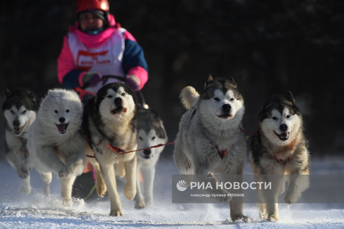Соревнования по ездовому спорту в Новосибирской области