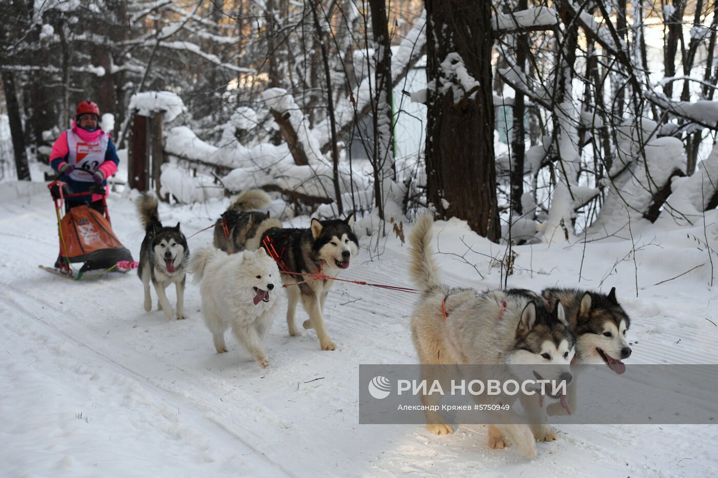 Соревнования по ездовому спорту в Новосибирской области