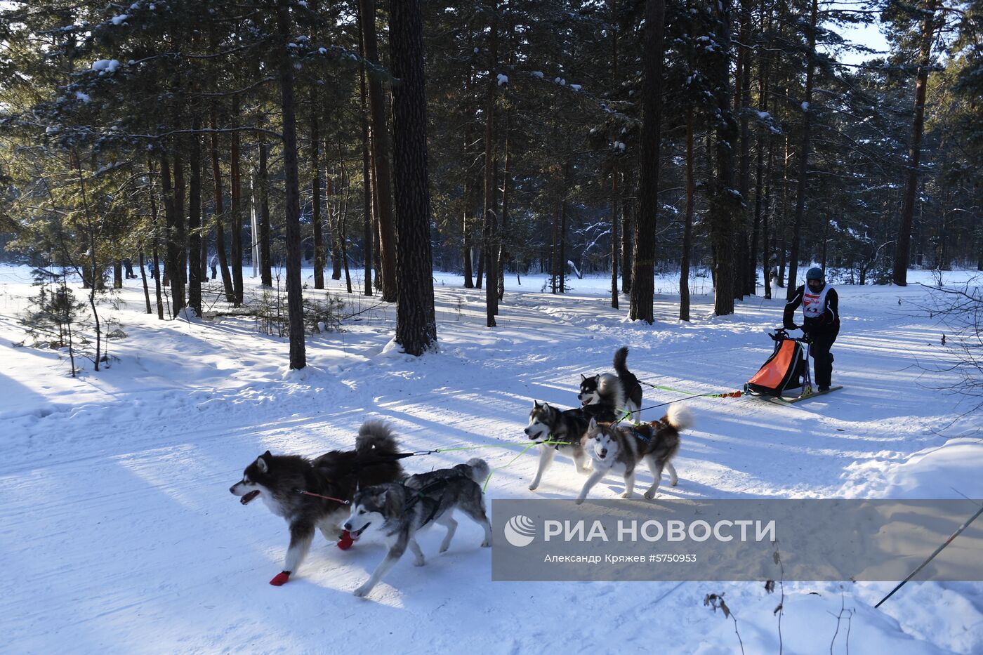 Соревнования по ездовому спорту в Новосибирской области