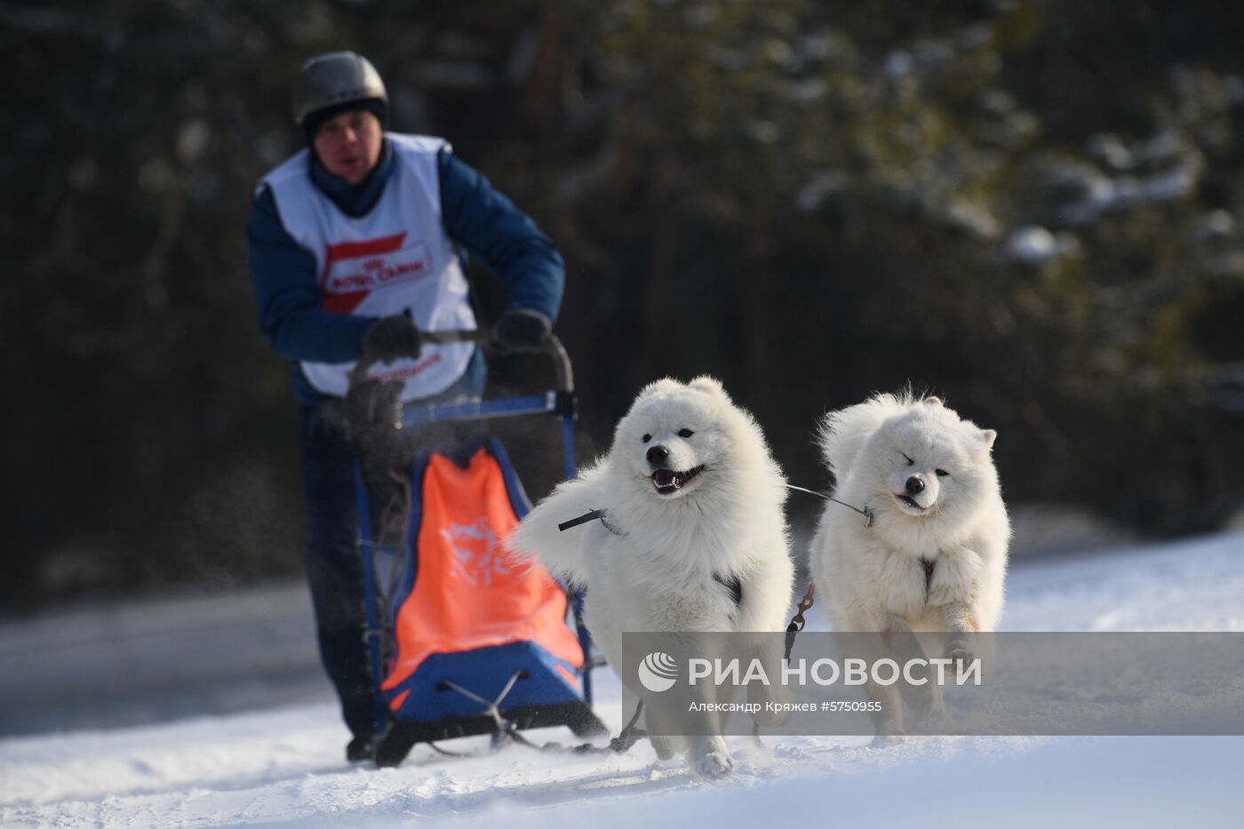 Соревнования по ездовому спорту в Новосибирской области