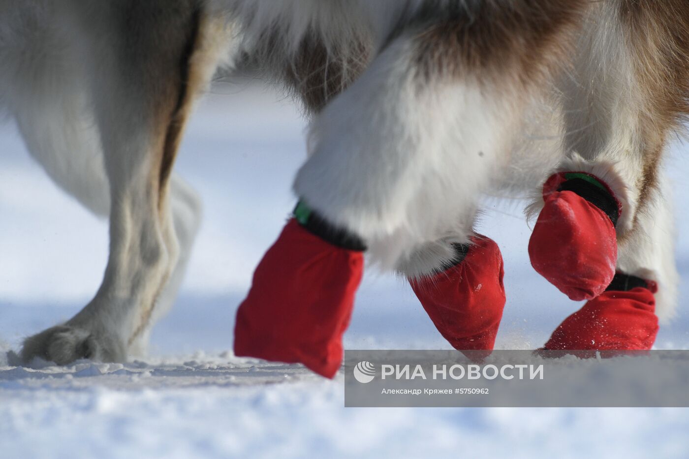 Соревнования по ездовому спорту в Новосибирской области