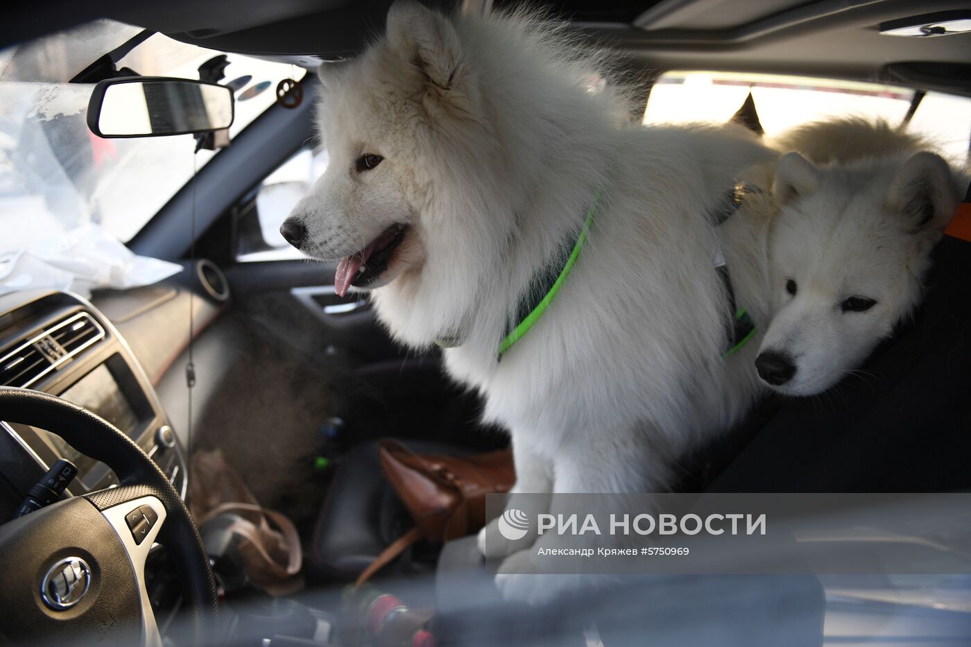 Соревнования по ездовому спорту в Новосибирской области